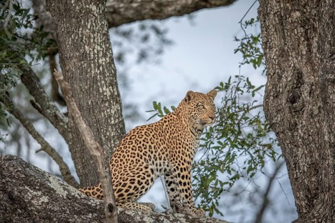 Leopard sitting in a tree in the Okavango delta, Botswana, Africa