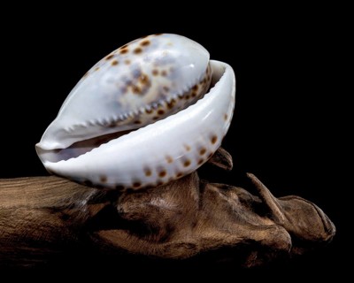 Close-up of a Cypraea tigris shell, commonly known as the tiger cowrie, resting on driftwood