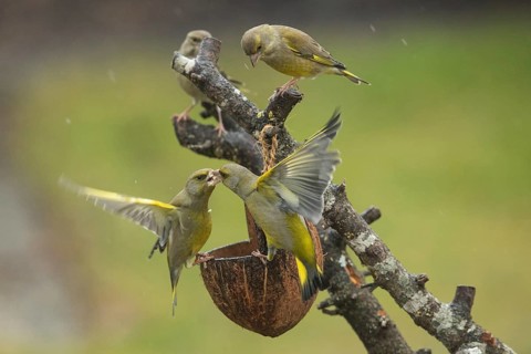 Greenfinch (Chloris chloris)