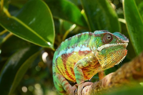 Panther chameleon
