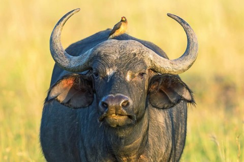 African Buffalo