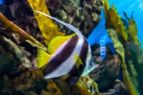 Exotic coral fish in aquarium in Saint-Petersburg, Russia, Europe