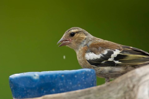 Female Common Chaffinch at the feeder