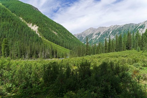 Thickets of dwarf birch in the Shawla River valley. August, Altai Mountains, Siberia, Russia,
