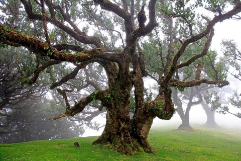 Laurel forest (Laurisilva) Unesco World Heritage Site, nature reserve, fog, evergreen, village of