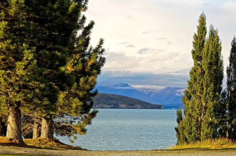 Pine trees on the shore of Lake Tekapo on the South Island of New Zealand