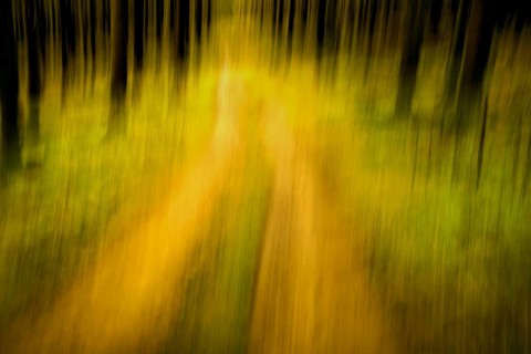 Traumatic path in a forest