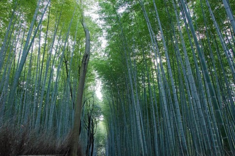Background of green japanese bamboo stems in a forest seen from the side, Kyoto, Japan, Asia