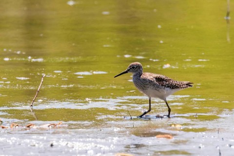 Sandpiper, Wood sandpiper in Shallow Water (Tringa glareola) Wader Bird Sandpiper