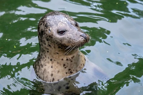 Harbor Seal (Phoca vitulina) with his head above green water