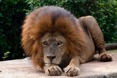 Close up photo of a african lion