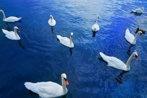 Swans in Geneve Geneva of Switzerland Swiss in Leman lake