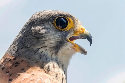Common Kestrel Portrait Beak Wide Open (Falco tinnunculus) European kestrel