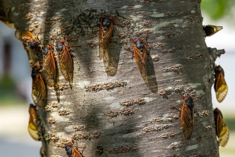 The 17-year cicada, Magicicada cassini, emerges in vast numbers in North America every 17 years,