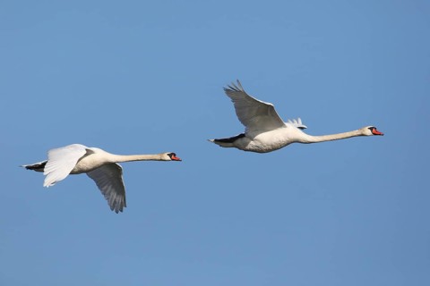 Mute swan, Cygnus olor, flies