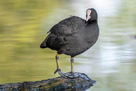 Eurasian coot (Fulica atra) cleaning its feathers on a river. Bas-Rhin, Collectivite europeenne