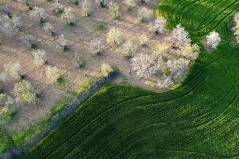 Drone aerial view of green meadow agriculture field and blooming almond tree. Spring season outdoor
