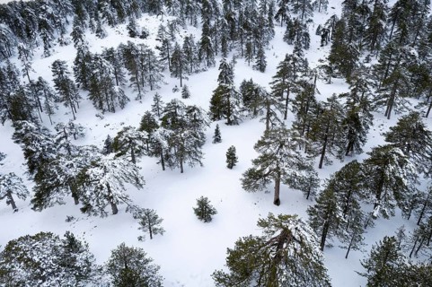 Drone aerial scenery of mountain snowy forest landscape covered in snow. Wintertime Troodos