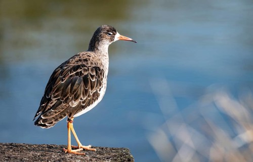 Common Redshank