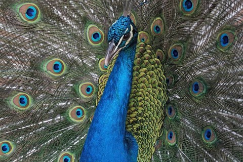 Portrait of an Indian peafowl or the blue peafowl