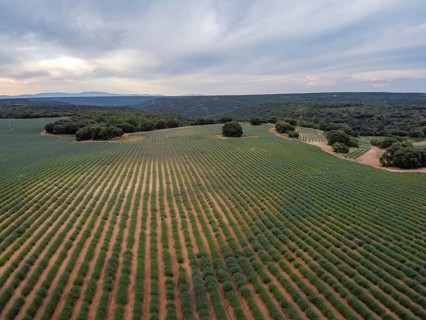Lavender fields. Summer sunset landscape in Brihuega, Guadalajara