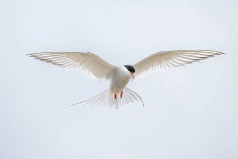 An Arctic Arctic Tern (Sterna paradisaea) with outstretched wings in flight, neutral sky in the