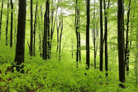 Beech trees in spring forest on a mountain slope in rainy weather, Poland, Europe