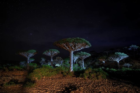 Plateau des Firmihn-Waldes auf der Insel Sokotra, Jemen, in der Nacht