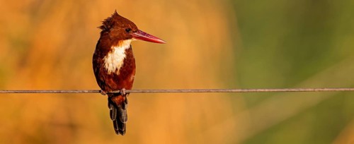 Brown kingfisher, (Halcyon smyrnensis), kingfisher, animals, birds, kingfisher family, Lahavot