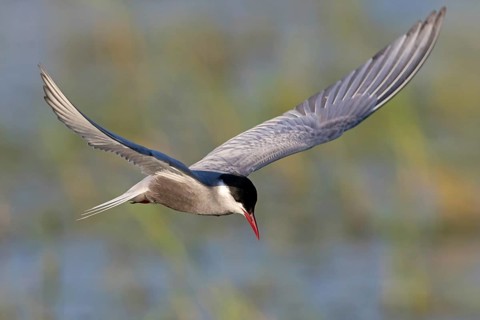 White-bearded Tern, (Chlidonias hybridus, Chlidonias hybrida, family of terns, flight, biotope,