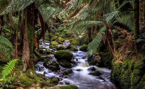 A stream in the Tasmanian jungle with fern trees