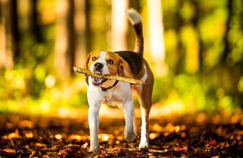 The beagle dog in sunny autumn forest. Hound with a stick in woods. Hound concept