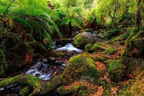 The stunning public Rainforest Gallery on the slopes of Mt Donna Buang near Warburton Victoria,