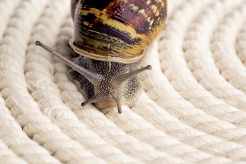 Close-up of a curious spotted snail on a table