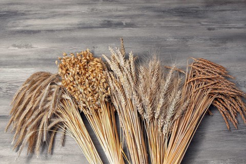 Grain sheaves
