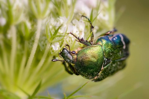 also known as rose chafer (Cetonia aurata) or green rose chafer, on a Daucus carota flower, under