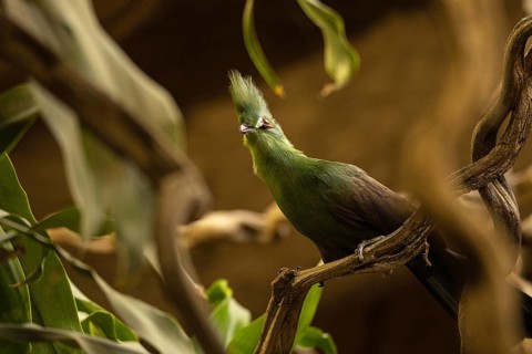 Close-up Guinea turaco, Gdansk, Poland, Europe