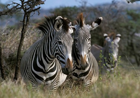 GREVY'S ZEBRA (Equus grevyi), SAMBURU PARK, KENYA