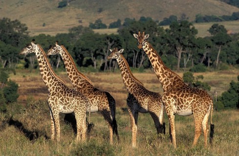 Masai Giraffe (giraffa camelopardalis tippelskirchi), Herd in Savanna, Kenya, Africa