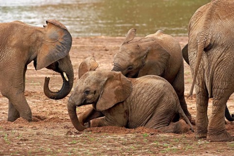 African Elephant (loxodonta africana), Calf having Dust Bath, Masai Mara Park in Kenya