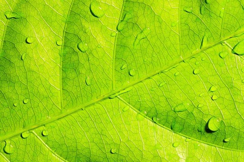 Green leaf with water drops, closeup, macro