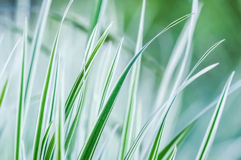 Decorative green and white striped grass. Arrhenatherum elatius bulbosum variegatum. Soft focus.
