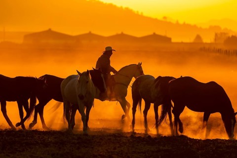 A Mexican Charro rounds up a herd of horses running through a field on a Mexican Ranch at sunrise