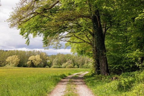 A forest path leads through a row of trees along a large meadow, Allensbach, Lake Constance,