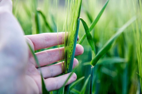 Farmer hand touching wheat fresh green wheat ears. Cornfield in spring
