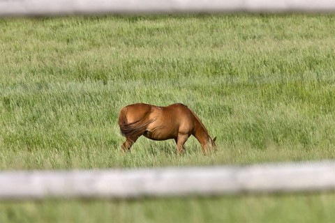 Horse in Pasture in Saskatchewan Canada fence