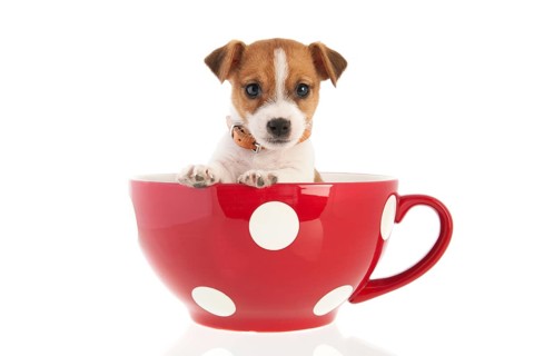 Six weeks old Jack Russel puppy dog in red dotted big coffee cup isolated over white background