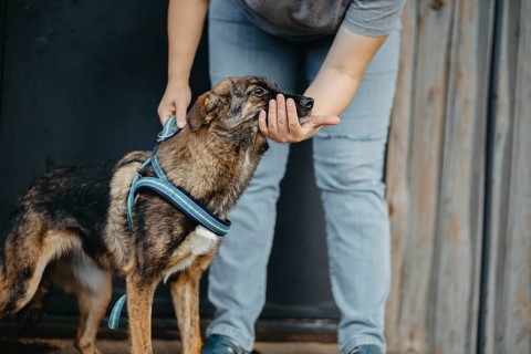 Person interacting with a dog wearing a blue harness
