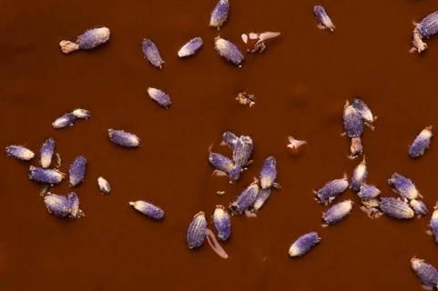 Homemade chocolate with lavender flowers, lodz, poland
