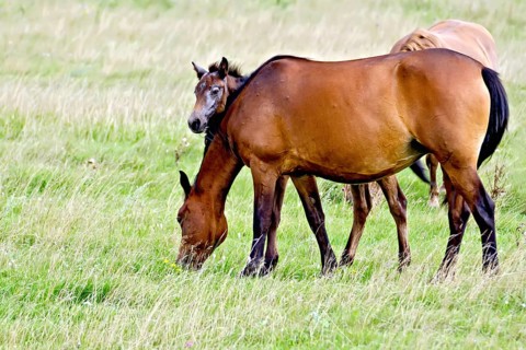 Grazing bay horse and piebald foal on a background of green grass